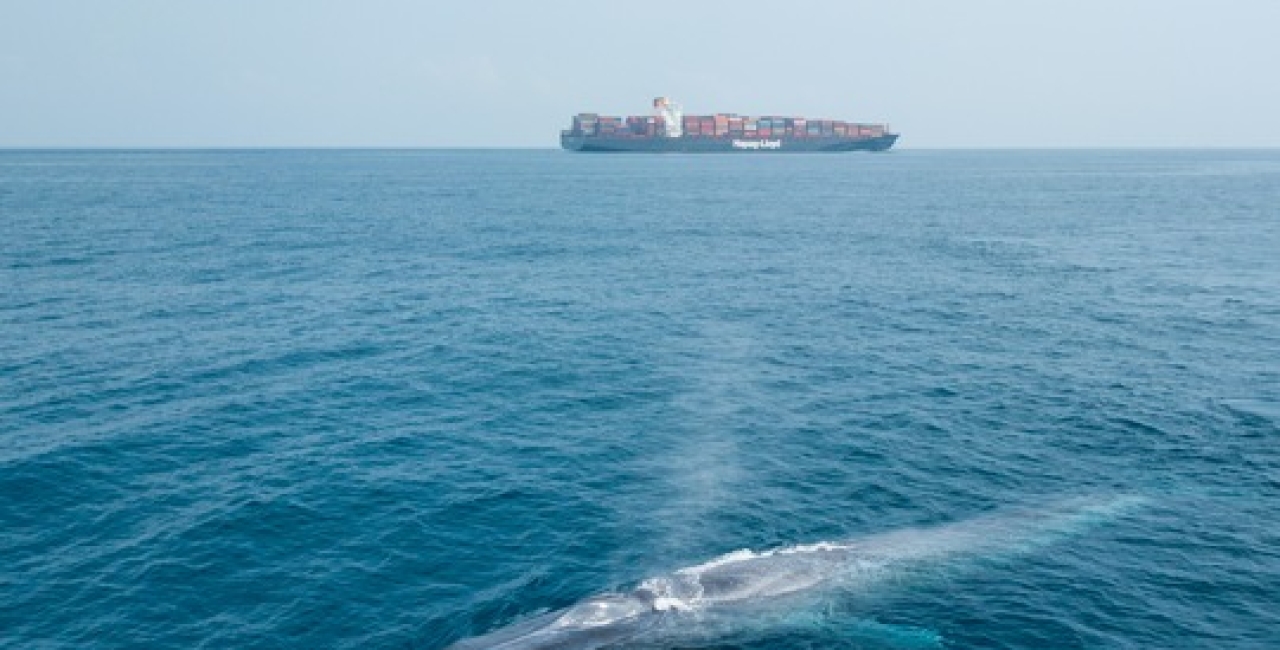 Sondaj despre zgomotul subacvatic: Europenii își doresc ca oceanul să fie protejat, dar abia dacă au auzit despre cea mai gravă amenințare la care este supus – și despre cum să o remediem!